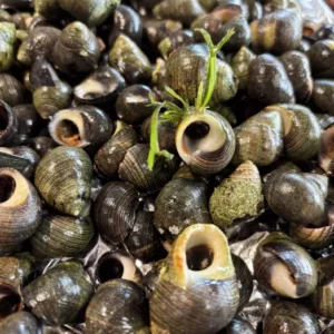 Bigorneaux Cuits 100g